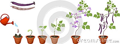 Life cycle of bean plant. Growth stages from seeding to flowering and fruiting plant in flower pot isolated on white Vector Illustration